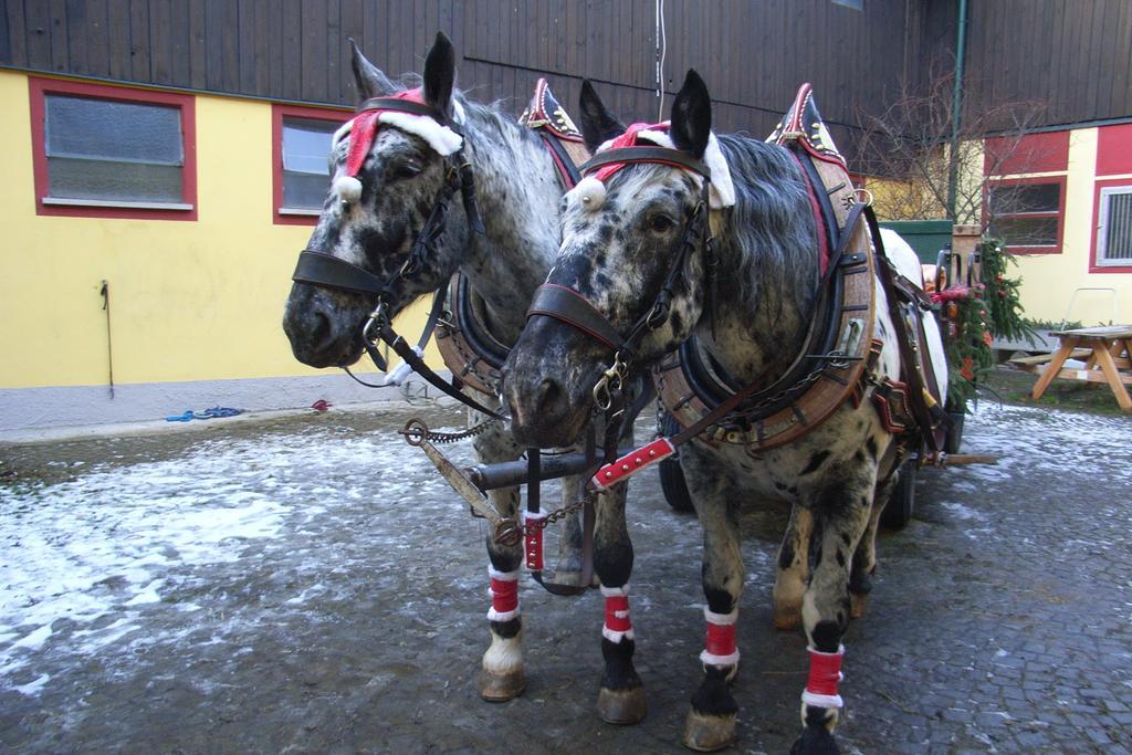 Pension & Reitstall Inghofer Heidenreichstein Esterno foto
