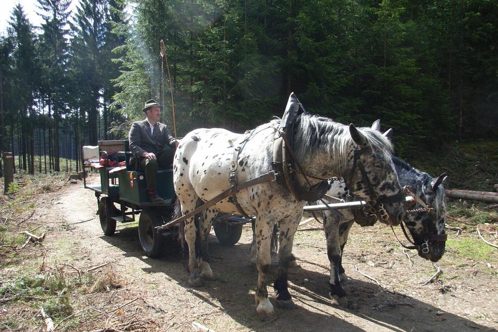 Pension & Reitstall Inghofer Heidenreichstein Esterno foto